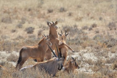 Ormanda genç bir geyiğin güzel bir fotoğrafı.