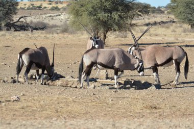 Parkta bir grup zebra