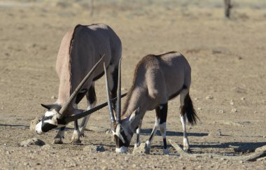 Çölde bir çift zebra.