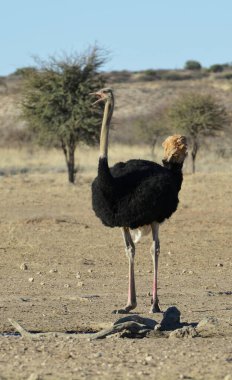 Etoşa 'da bir kuş.