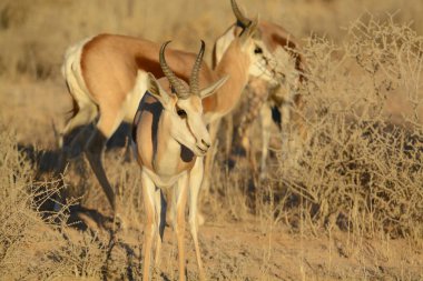 Çölde bir çift vahşi hayvan