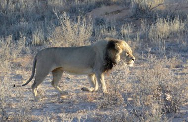 Etonamibia 'da aslan, namibya