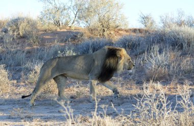 Afrika aslanı Kruger National park, Güney Afrika