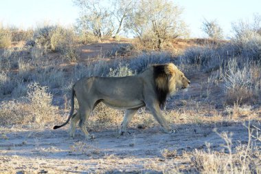 Kenya savanındaki aslan