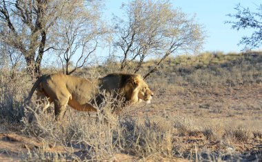 Hayvanat bahçesinde bir aslan