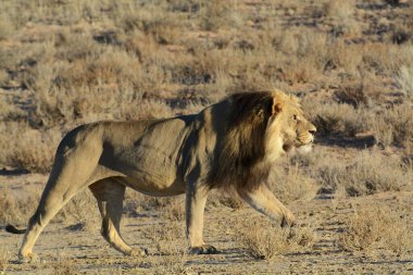 Etoşa 'daki Afrika vahşi aslanı.