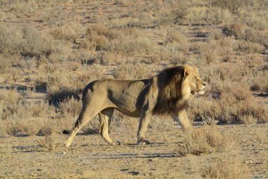Afrika 'da, bozkırda bir aslan