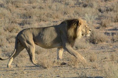 Afrika 'nın bozkırındaki aslan