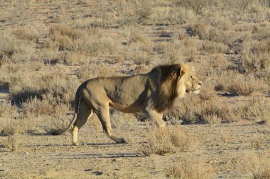 Afrika vahşi aslanı savanadaki kum tepelerinde yürüyor.