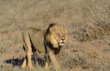 Savannah erkek aslan