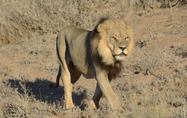 Kenya savanındaki aslan