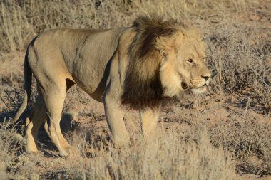 beautiful wildlife places in etosha