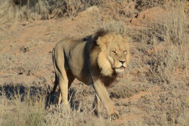 Kenya savanındaki aslan