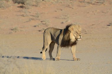 Kumda bir erkek aslan.