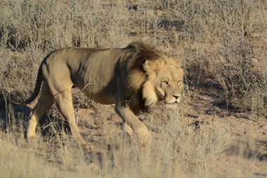 Kenya savanındaki aslan