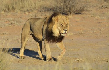 Çöldeki aslan