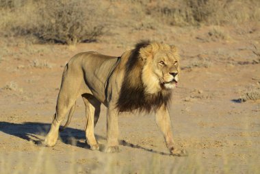 Çölde bir erkek aslan.