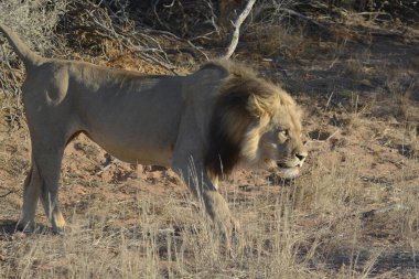Afrika 'nın bozkırındaki aslan