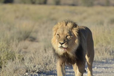 Afrika 'da çölde yürüyen bir aslan.