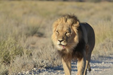 Aslan vahşi Afrika 'da