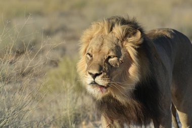 Afrika, Kenya çölündeki erkek aslan.