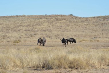 Utah çölünde vahşi bir hayvan sürüsü.
