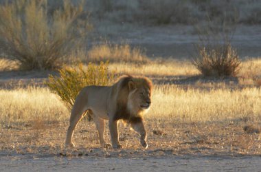 Afrika aslanı, panthera leo, erkek erkek Namibya 'daki Kalahari çölünde kuru çimlerde yürüyor.