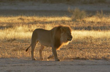 Etoşa Milli Parkı 'ndaki aslan.