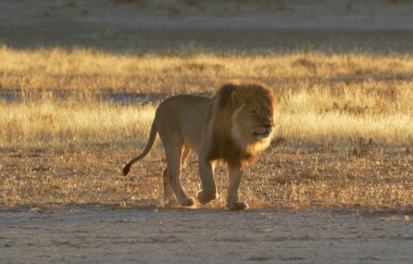 Kenya savanındaki aslan