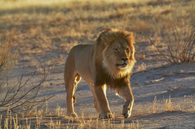 Namibya, Afrika 'da Etoşa' da erkek aslan