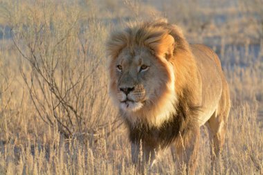 Afrika 'daki Kruger Ulusal Parkı' nda aslan var.
