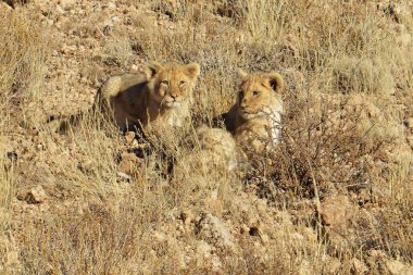 Kenya savanındaki aslan