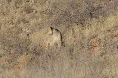Namibya 'da çölde güzel vahşi bir aslan.