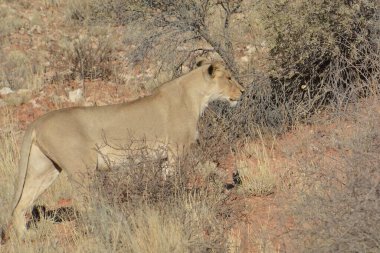 Savanadaki vahşi aslanlar