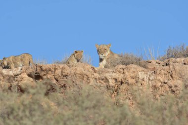 Kenya savanındaki aslanlar