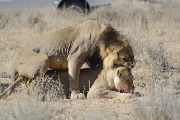 Vahşi aslan ve aslanı Namibya çölünde Afrika 'da.