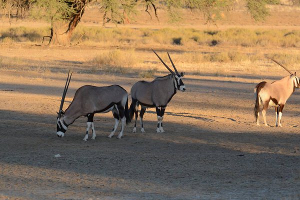 группа диких животных в саванне