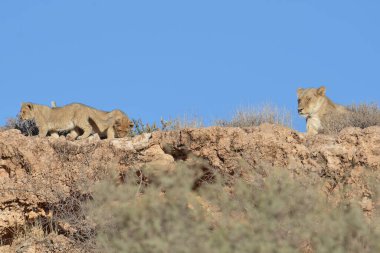 Etoşa Ulusal Parkı, Namibya 'daki aslanlar