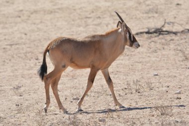 Çölde bir erkek ceylan.