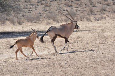 two gazelle in the middle of the savannah