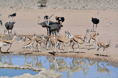 Sudaki bir grup Afrikalı hayvan