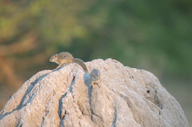Güzel bir kuşun yakın çekimi.
