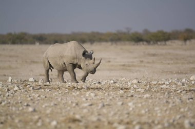 Vahşi savanadaki gergedan, gergedan, Afrika Hayvanı