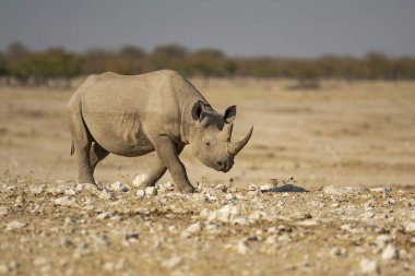 Vahşi savanadaki gergedan, gergedan, Afrika Hayvanı