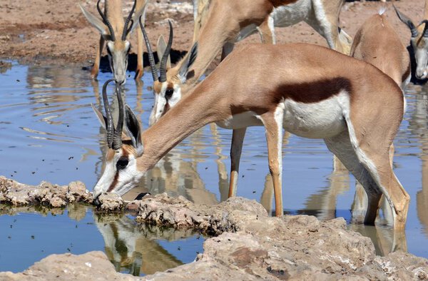 стадо оленей в воде