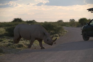 Vahşi savanadaki gergedan, gergedan, Afrika 'daki hayvan