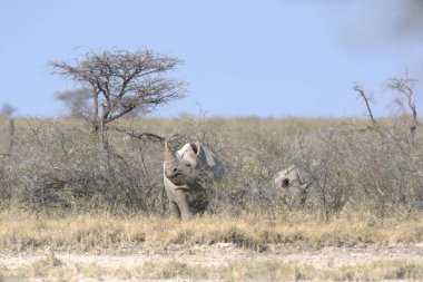 Vahşi bozkırda gergedan, gergedan, Afrika Hayvanı