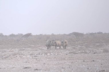Vahşi bozkırlarda gergedan, gergedan, Afrika Hayvanı