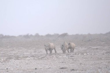 Vahşi bozkırlarda gergedan, gergedan, Afrika Hayvanı