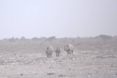 Vahşi bozkırlarda gergedan, gergedan, Afrika Hayvanı